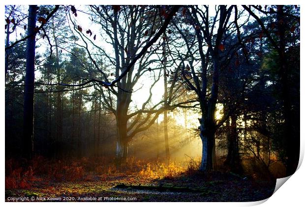 Forest Light Print by Nick Keown