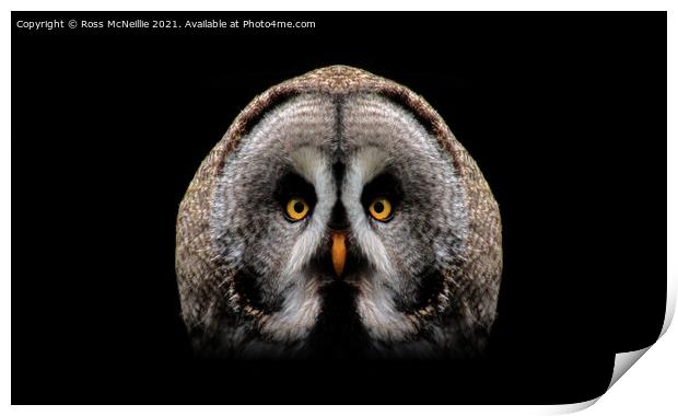 The Great Grey Owl Print by Ross McNeillie