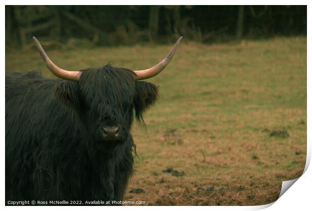 A Black Highland Cow Print by Ross McNeillie
