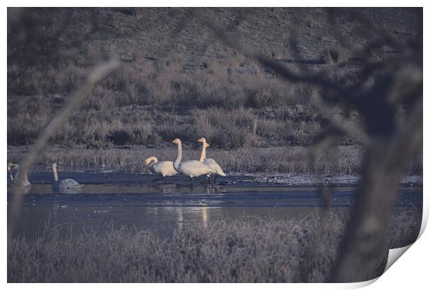 Swans on a frozen loch  Print by Ross McNeillie