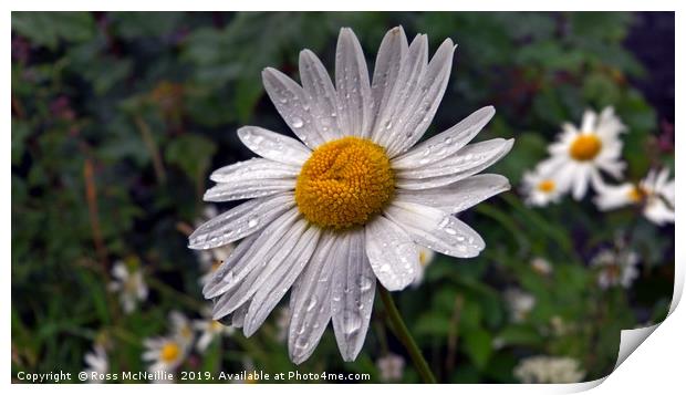 The Big Daisy Print by Ross McNeillie