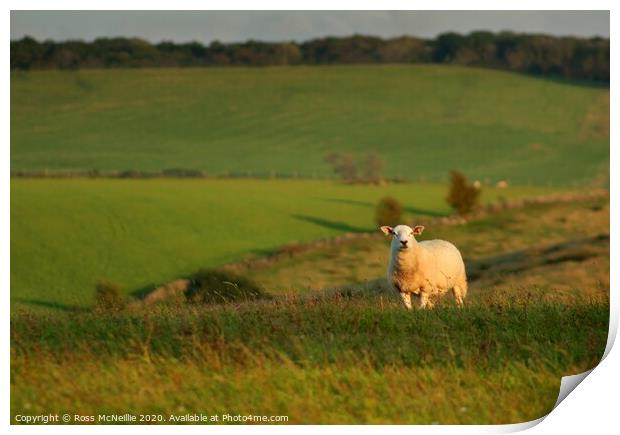 September Sunset Sheep Print by Ross McNeillie