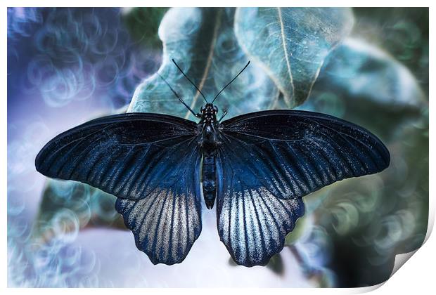 Blue butterfly, Great Yellow Mormon. Print by Karina Knyspel
