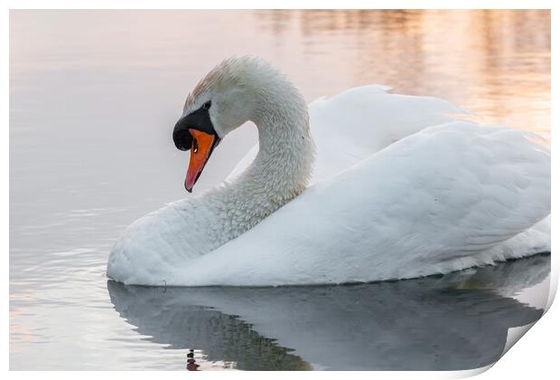 Swan on golden lake  Print by Dorringtons Adventures
