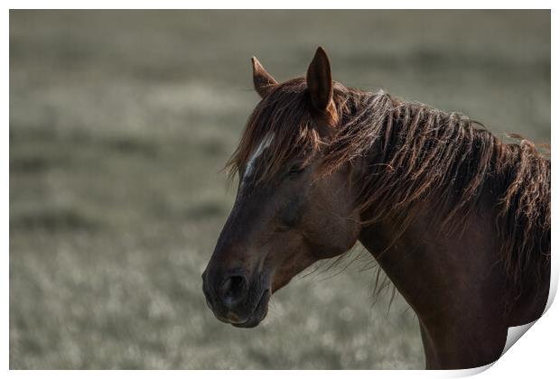 Beautiful horse Print by Dorringtons Adventures