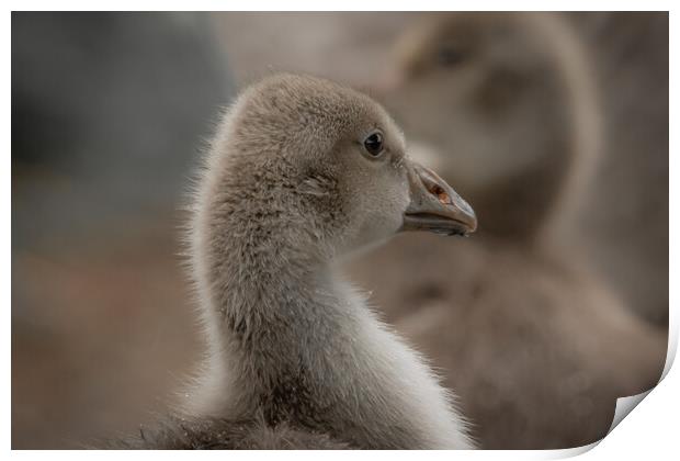 Baby geese Print by Dorringtons Adventures