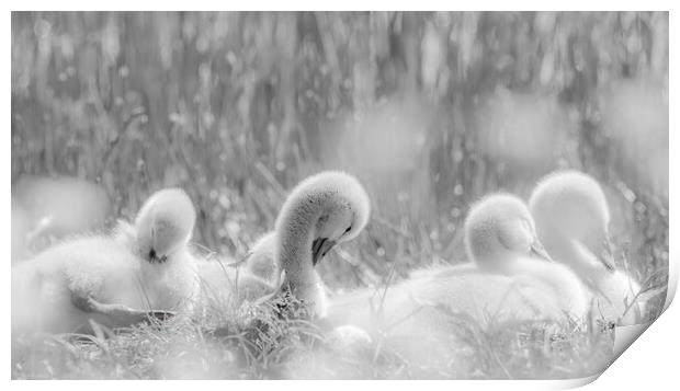 Cygnets Print by Dorringtons Adventures