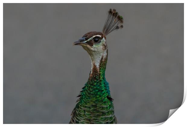 Colourful peacock Print by Dorringtons Adventures