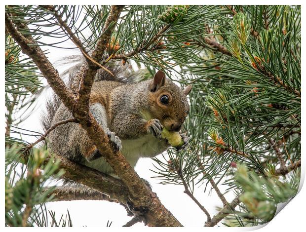 A squirrel on a tree branch Print by Dorringtons Adventures
