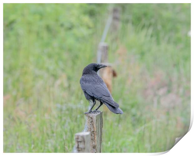 Crow perched on a fence  Print by Dorringtons Adventures