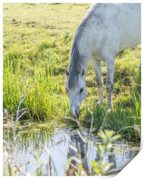 A horse and his reflection  Print by Dorringtons Adventures