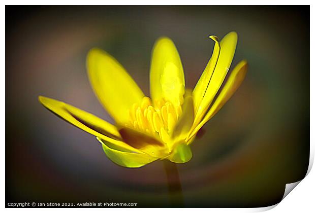 Celandine swirl  Print by Ian Stone