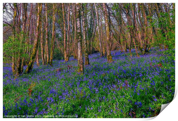 Bluebells  Print by Ian Stone