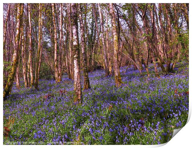 Bluebell woods  Print by Ian Stone
