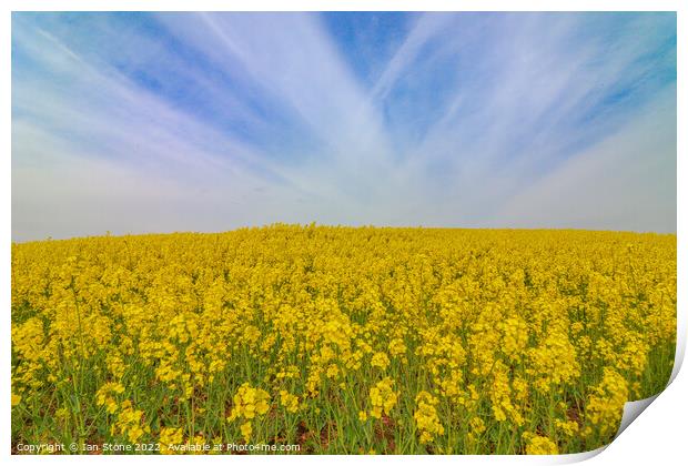 Field of yellow  Print by Ian Stone