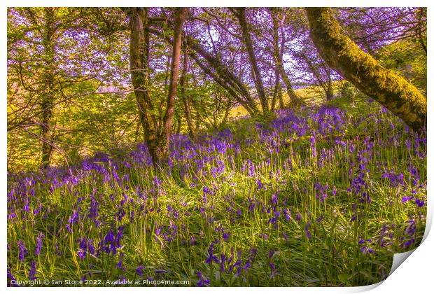 Bluebell woodland  Print by Ian Stone