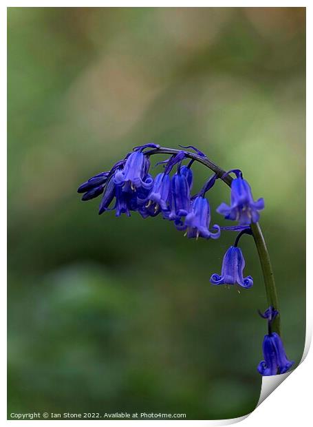 Common bluebell Print by Ian Stone