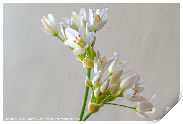White Allium flowers  Print by Ian Stone