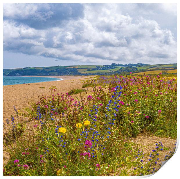 Wildflowers of Slapton Sands. Print by Ian Stone