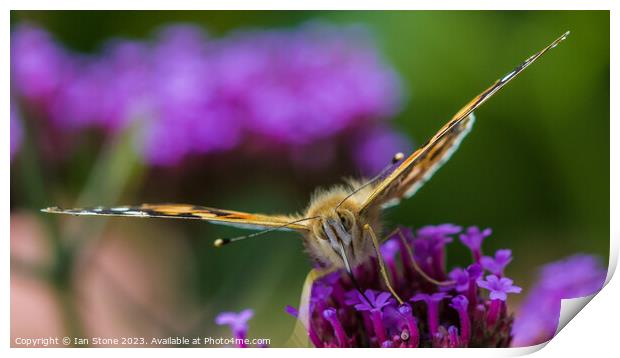 Painted Lady on Verbena  Print by Ian Stone