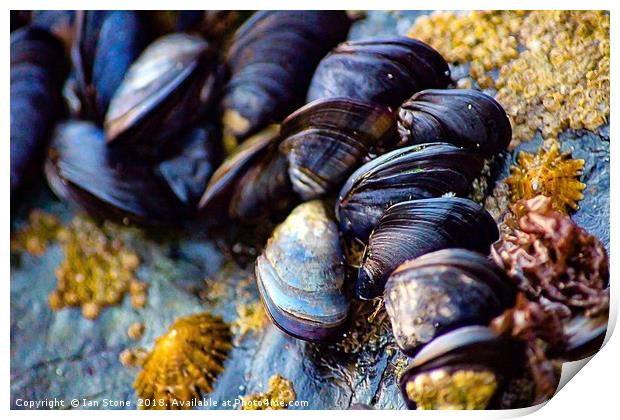 Mussels of St. Ives Print by Ian Stone