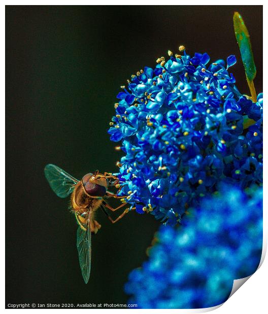 Ceanothus and friend  Print by Ian Stone