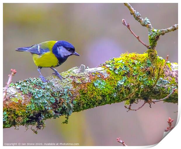 The Vibrant Great Tit Print by Ian Stone