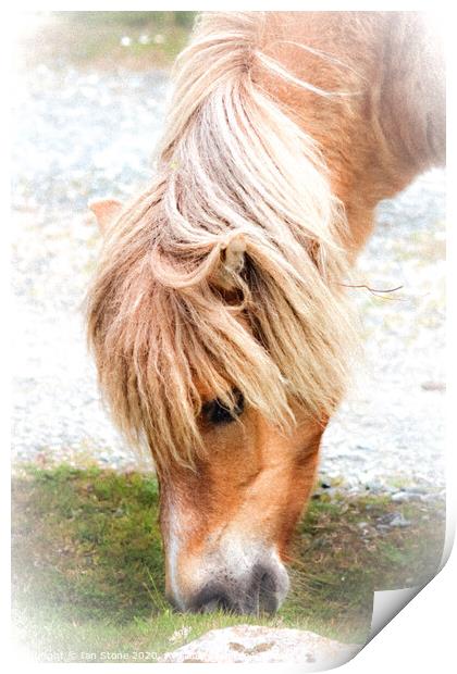 Dartmoor pony Print by Ian Stone