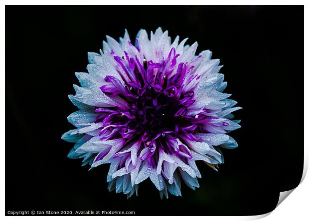 Dahlia flowers  Print by Ian Stone