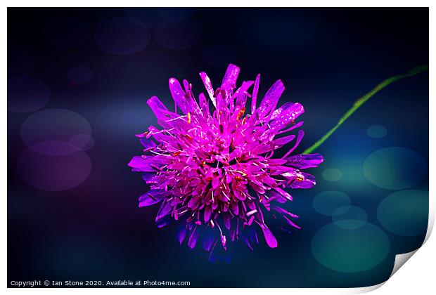 Pink Scabiosa flowers  Print by Ian Stone