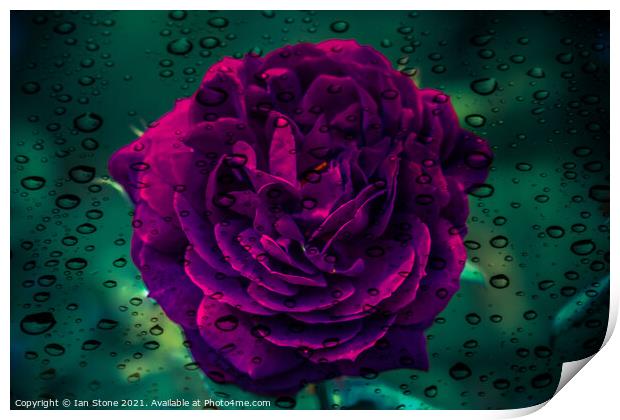 Raindrops and rose flowers  Print by Ian Stone