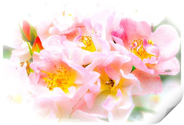  Rose  Flowers Print by Ian Stone
