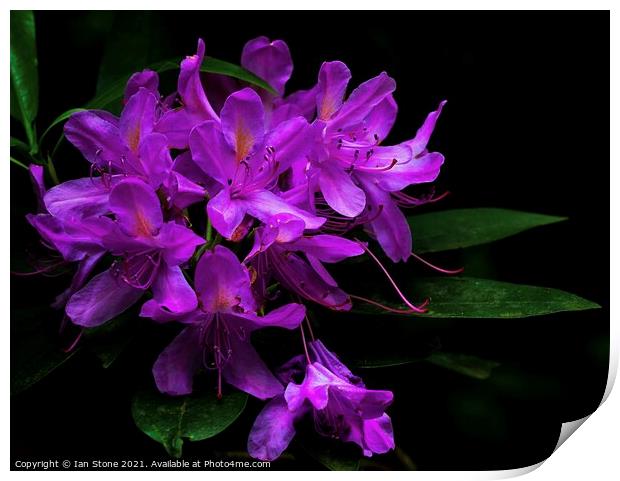 Rhododendron flowers  Print by Ian Stone