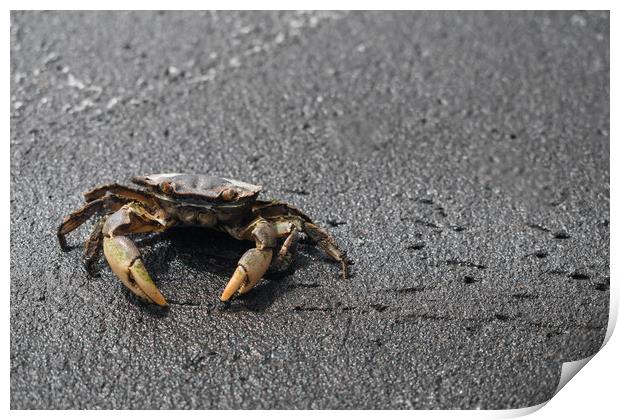 Ghost Crab in Sand Print by Hemerson Coelho
