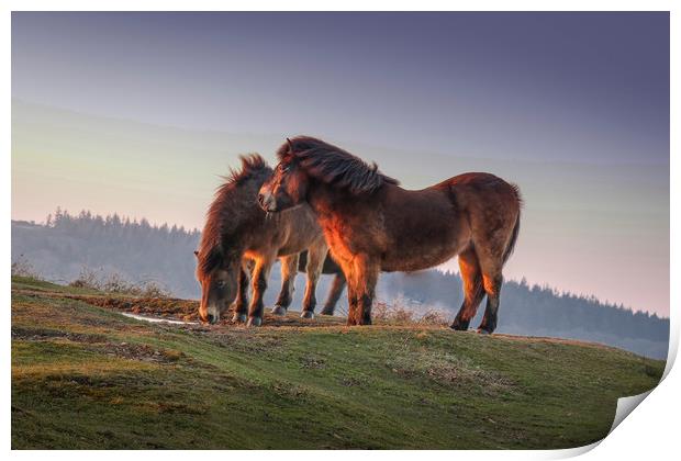 Ponies at sunset on the Quantock Hills in Somerset Print by Thomas Russell