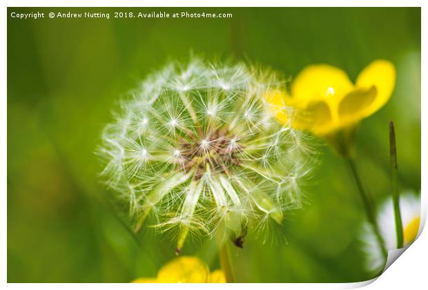 Dandelion Print by Andrew Nutting