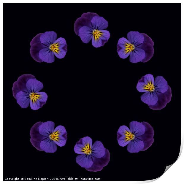 Ring of pansies Print by Rosaline Napier