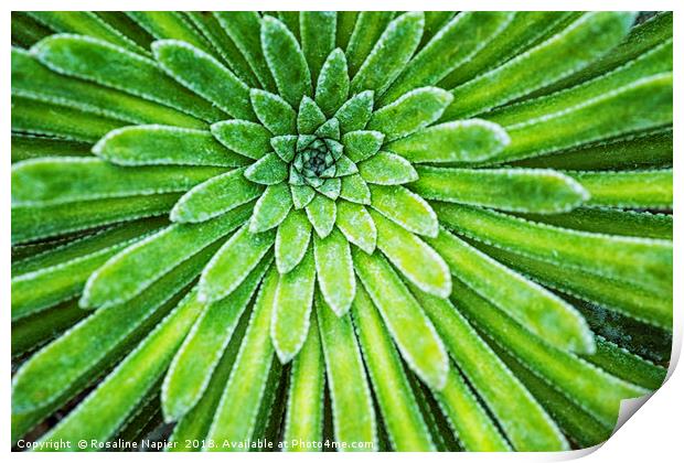 Succulent plant closeup Print by Rosaline Napier