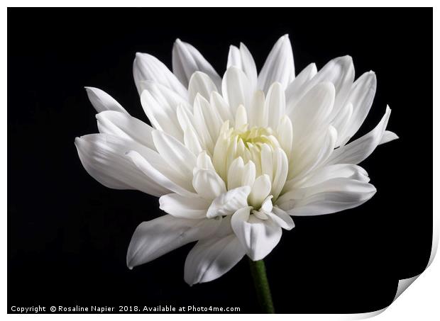 White chrysanthemum Print by Rosaline Napier