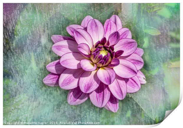 Pink dahlia with paint effect background Print by Rosaline Napier