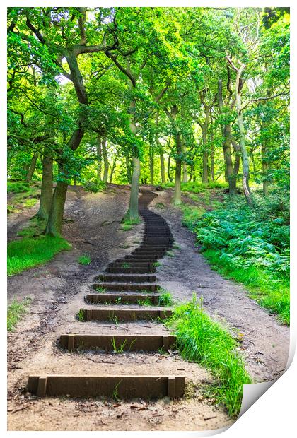 Steps into the woods Print by Rosaline Napier