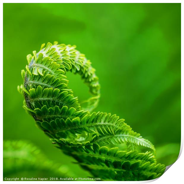 Green fern unfurling Print by Rosaline Napier