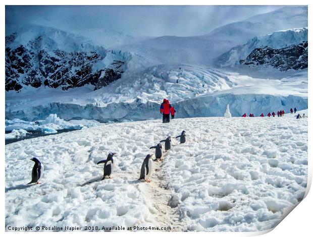Antarctic Penguin Walk Print by Rosaline Napier