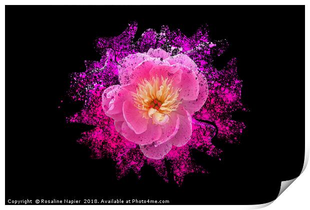 Chinese peony with paint splatter effect Print by Rosaline Napier