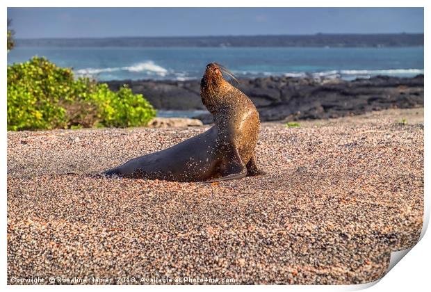 Galapagos sea lion Print by Rosaline Napier