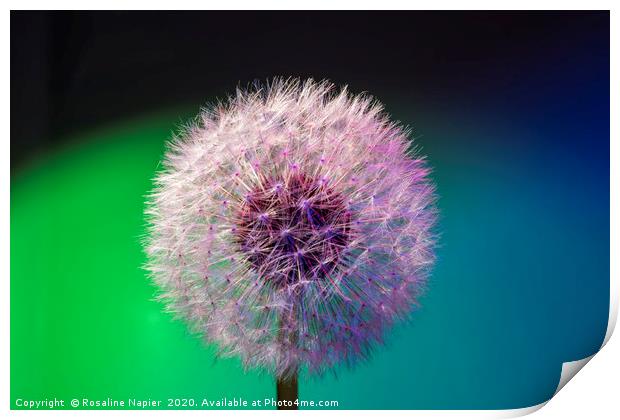 Dandelion head green blue Print by Rosaline Napier