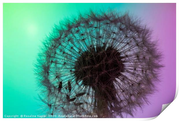 Backlit dandelion Print by Rosaline Napier