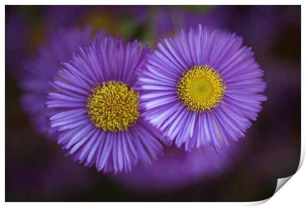 Midsummer Daisy in Lavender Print by Mike Evans
