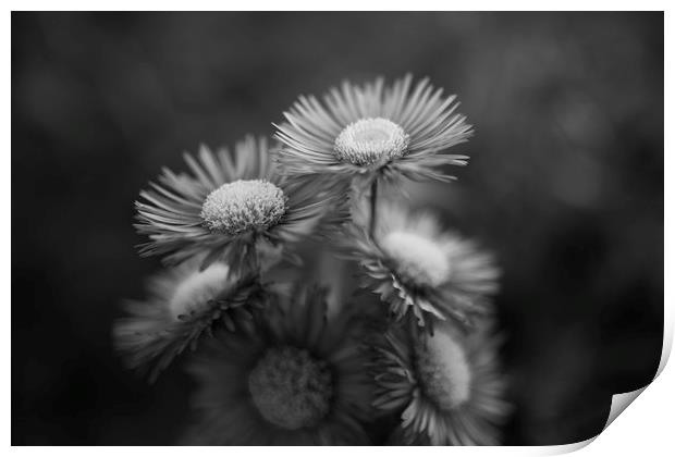 Midsummer Daisy in Black and white Print by Mike Evans