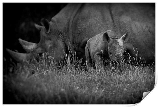 Black Rhinoceros and Calf  Print by Mike Evans